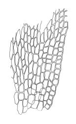 Scorpiurium cucullatum, alar cells. Drawn from J.K. Bartlett 13214, WELT M007504.
 Image: R.C. Wagstaff © Landcare Research 2019 CC BY 3.0 NZ